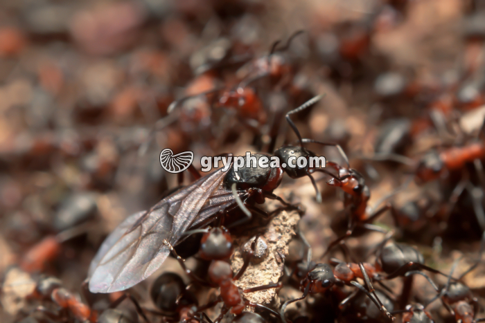Fourmis rousses - Future reine (Formica rufa) - gryphea.org